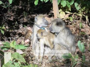 Baboons grooming
