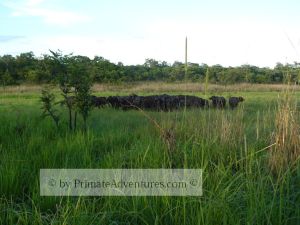 Buffalo in dambo