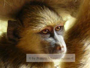 baboon release 2013 Bambi