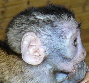 Baby vervet Olivia