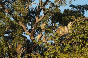 Vervets in tree